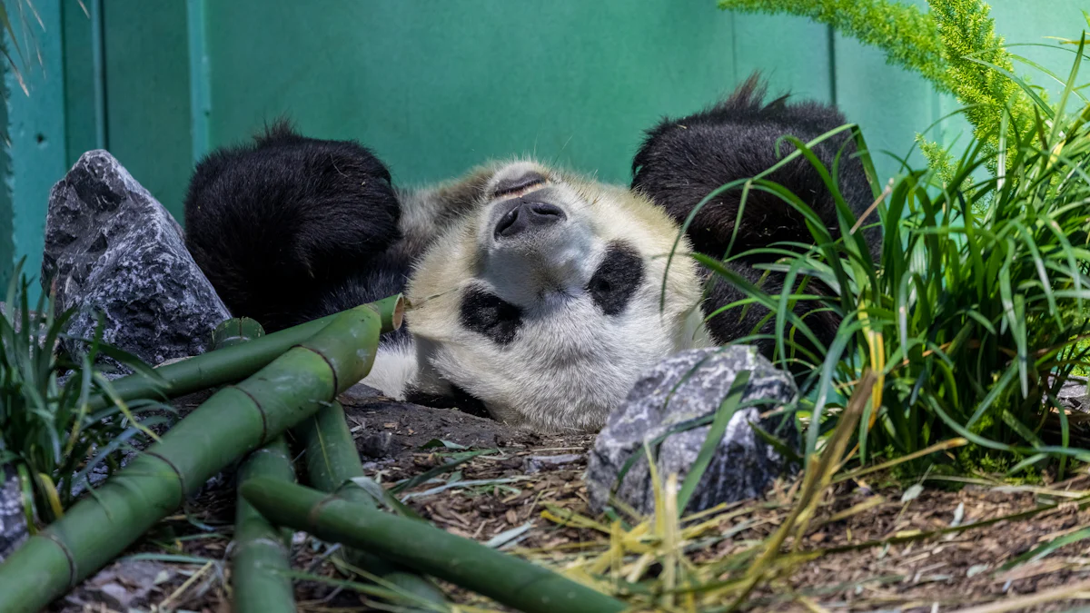 Wat Maakt Yogi Bear (2010) Uniek?