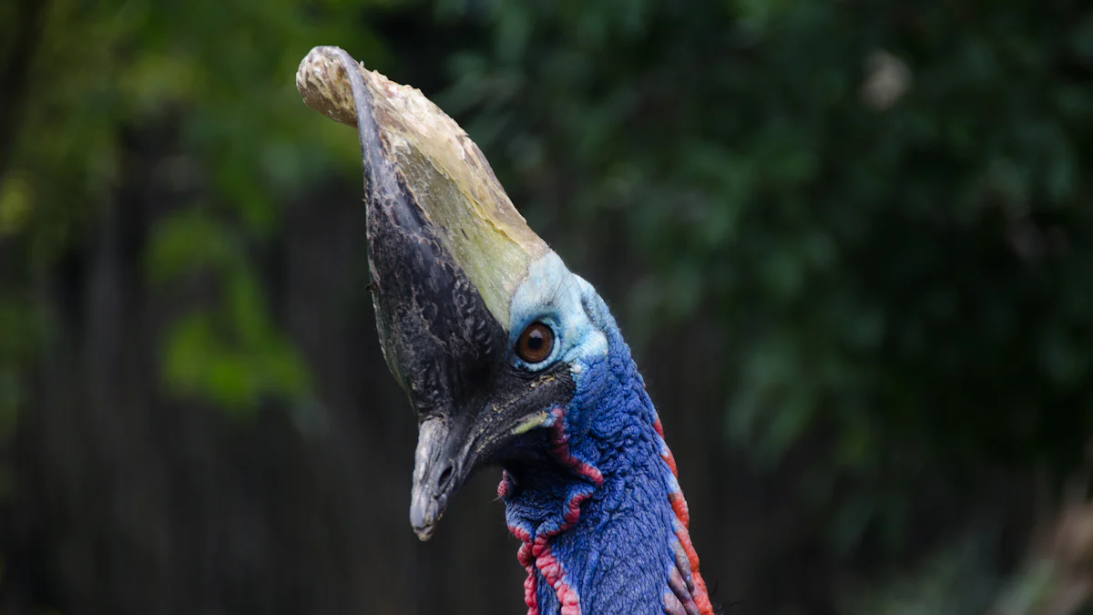 The Cassowary Bird: Nature's Unique Giant