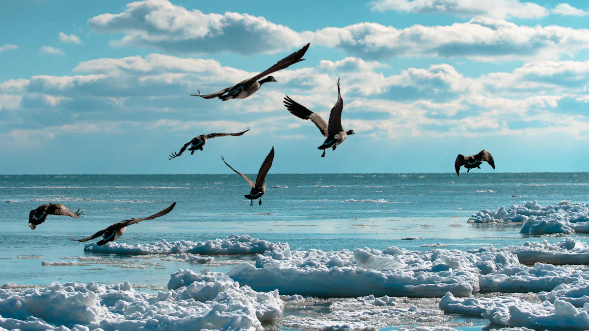 Exploring the Diverse World of Petrel Birds