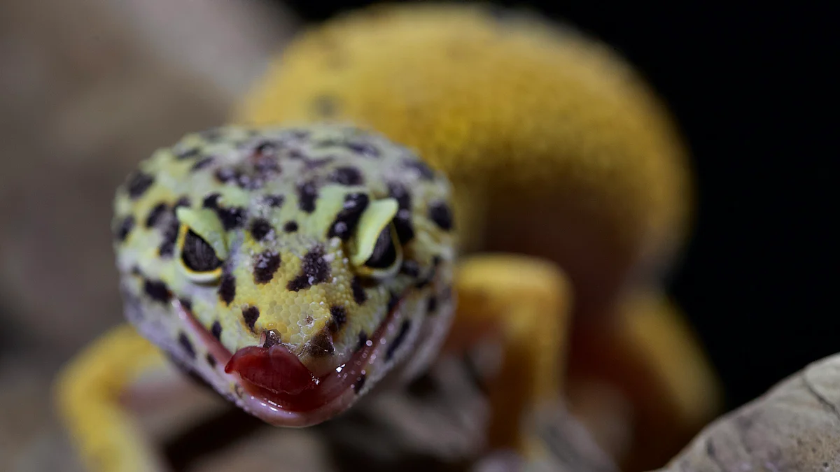 Can Leopard Geckos Safely Eat Dried Black Soldier Fly Larvae