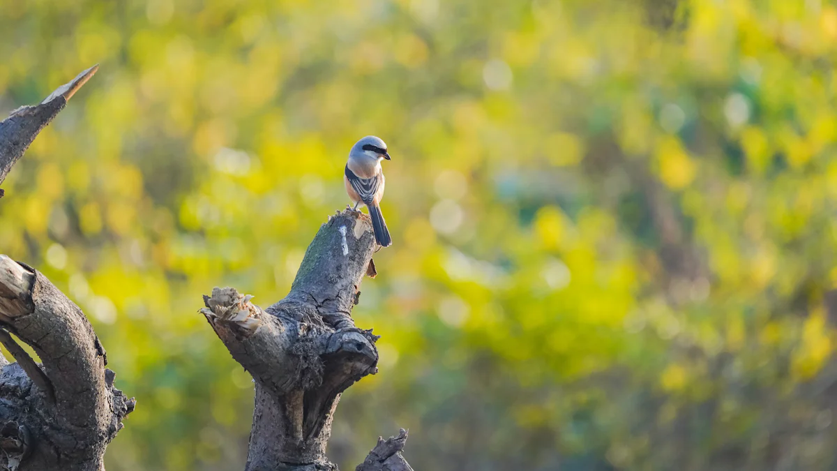 The Hidden Meaning of Birds in the 12 Days of Christmas