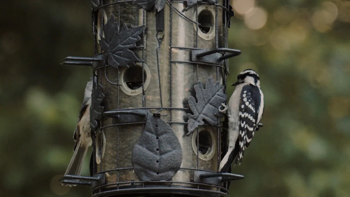 Nutritional Benefits of Mealworm For Garden Bird