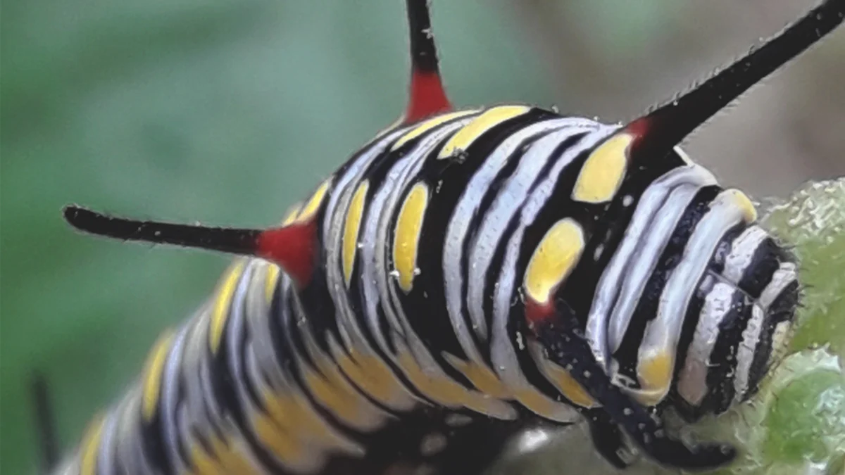 Nutritional Benefits of Black Soldier Fly Larvae