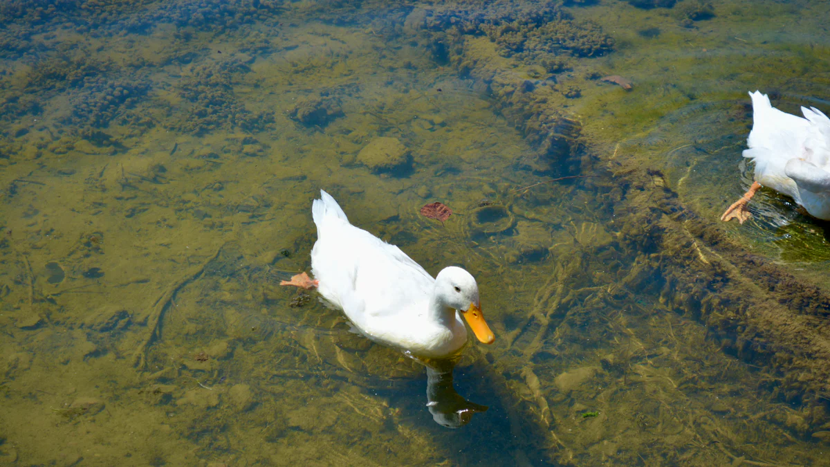 Nutritional Benefits of Dried Mealworms for Ducks