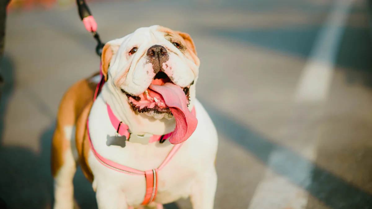 MU GROUP Pet Leashes: Better Than PETKIT?