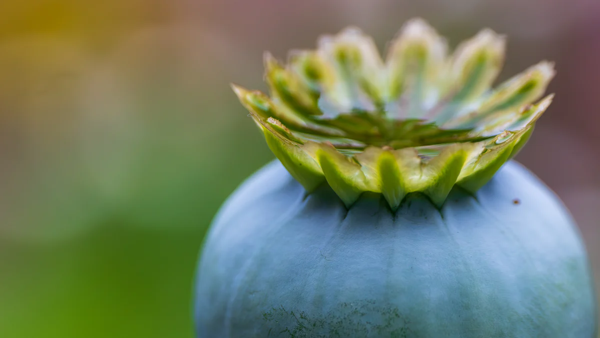 Fascinating Aspects of the Opium Bird