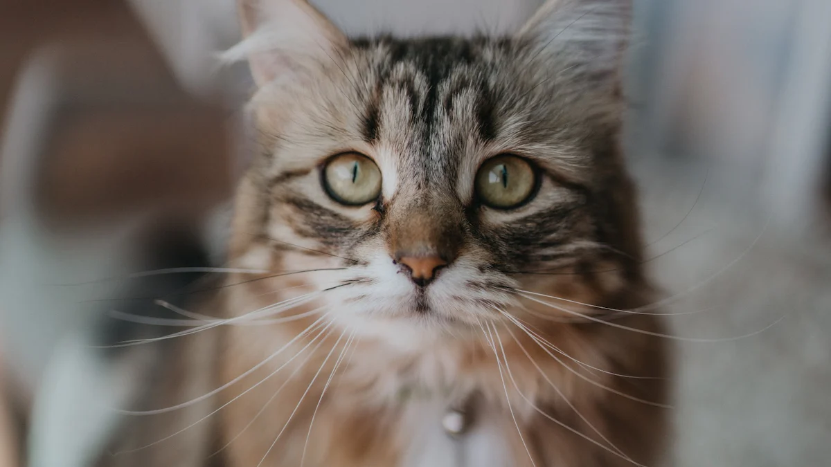 Kocia joga: Jak koty inspirują nasze ćwiczenia