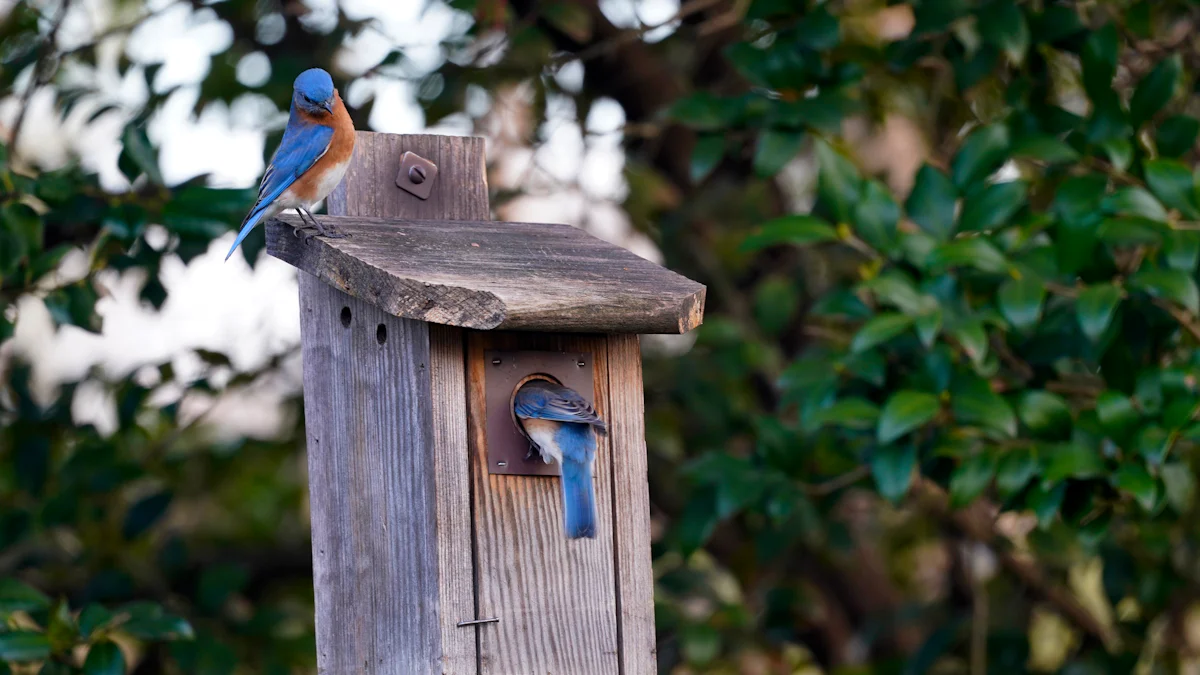 Nutritional Benefits of Wild Birds Dried Mealworms