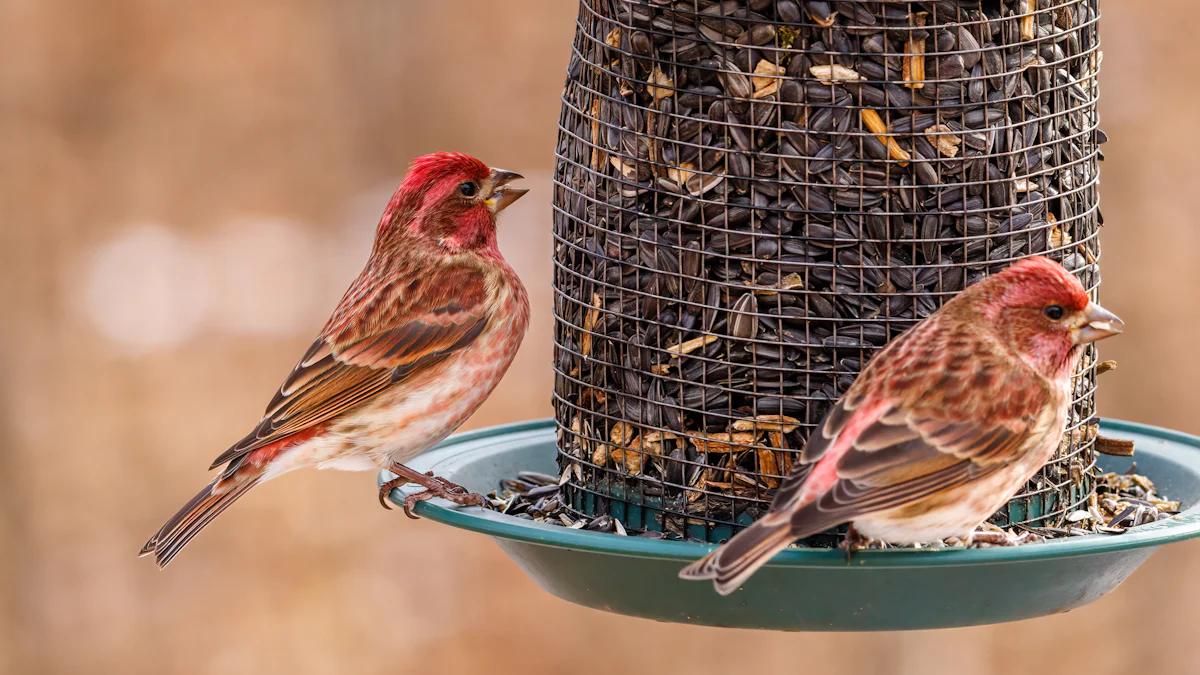 Best Practices for Feeding Dried Mealworms to Finches