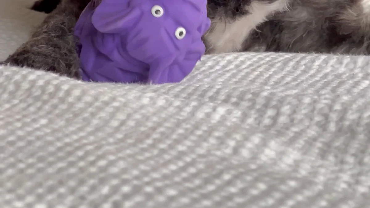 A Closer Look at the Squeaky Dinosaur Dog Toy