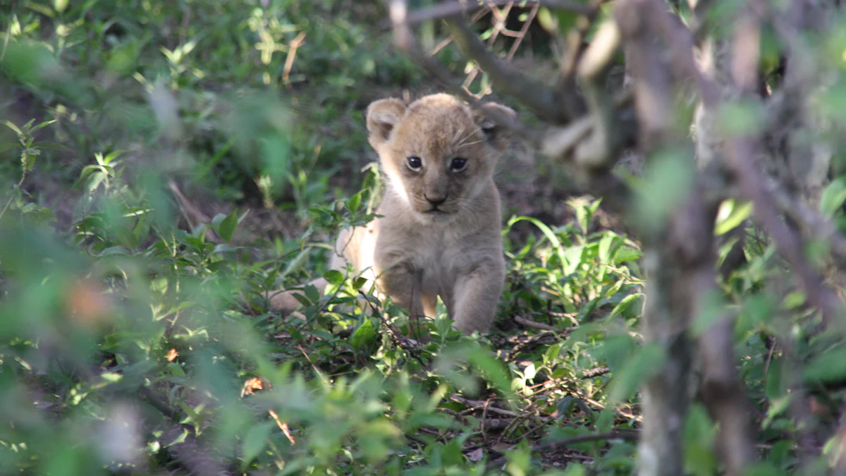 Yoga dos Bichos para Imprimir
