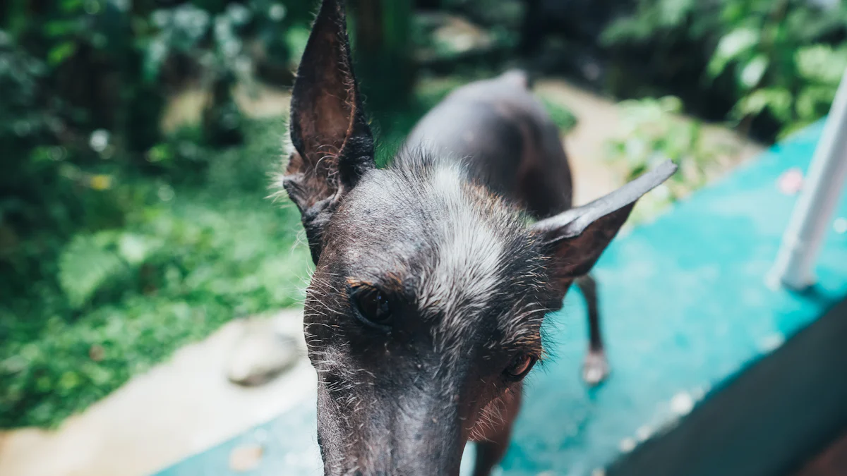 How to Safely Feed Pineapple to Dogs