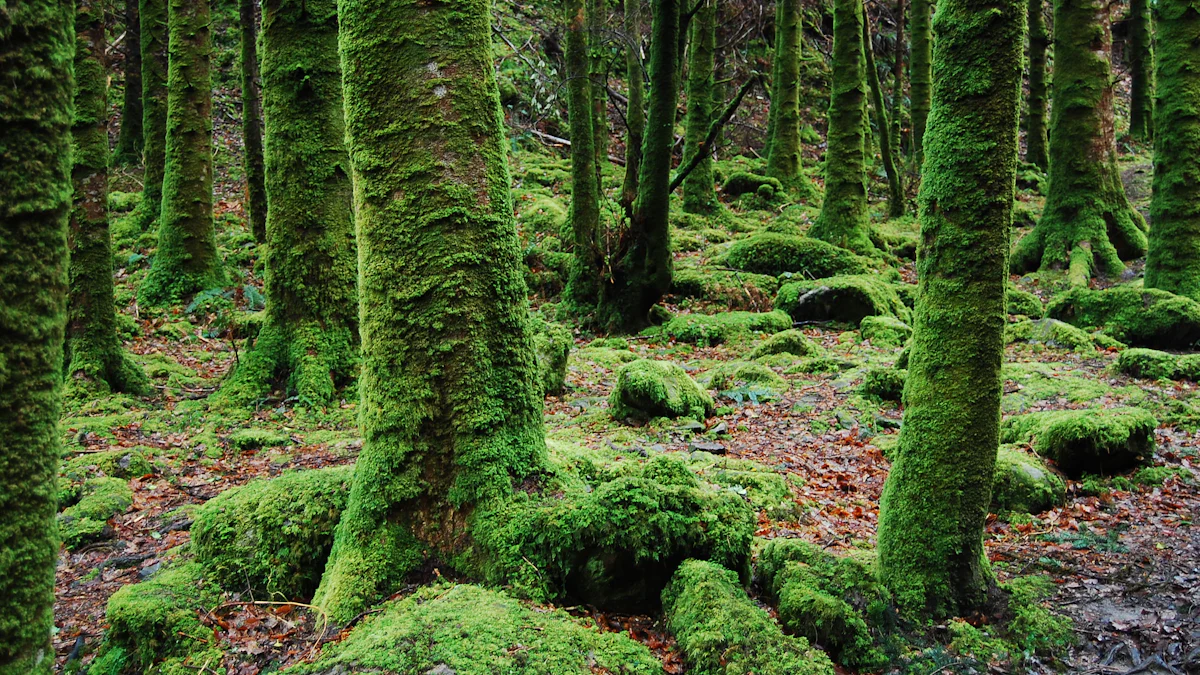 5. Hall of Mosses