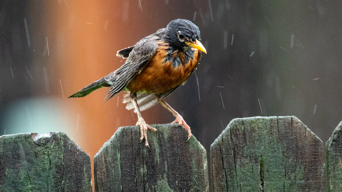 Discover Common Birds in Your American Backyard