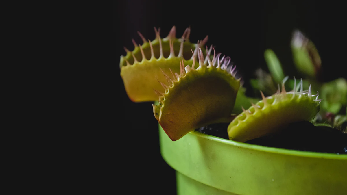 What Else Can Venus Flytraps Eat Besides Insects?