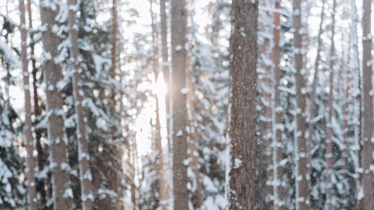 体验秋田的雪景观