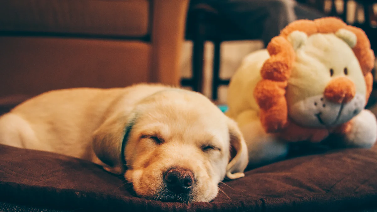 Melhores brinquedos para animais de estimação para dormir