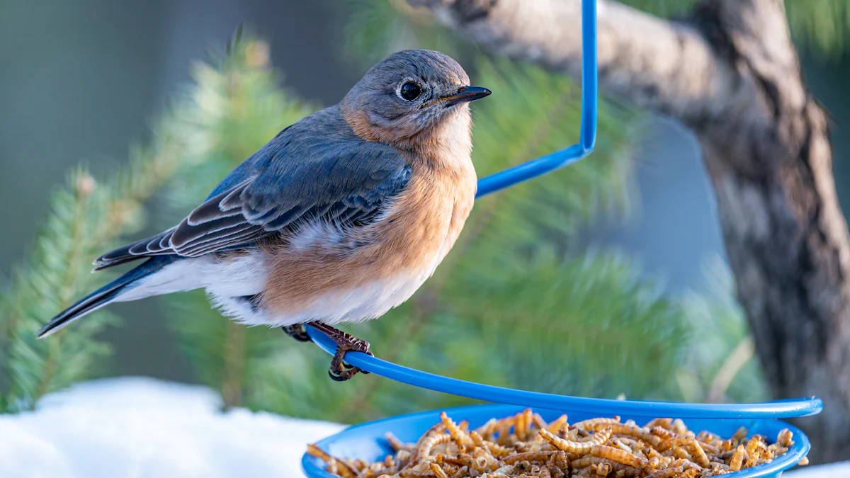 How to Feed Mealworms to Budgies