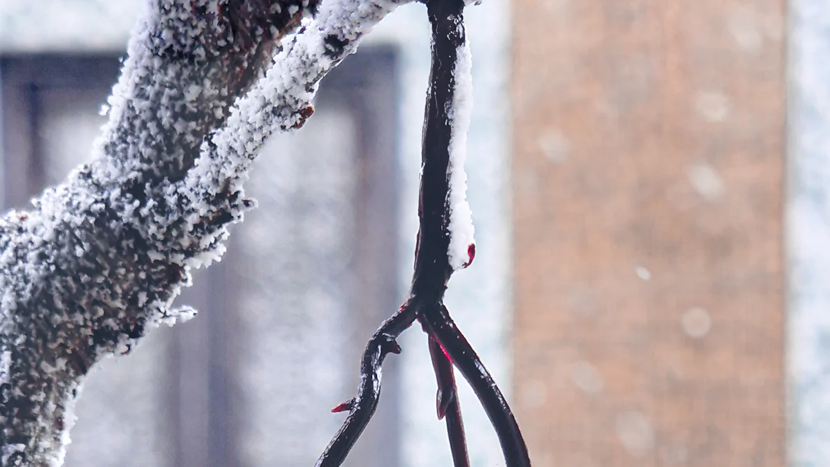 Keeping Cherries Fresh: Best Practices for Cold Room Storage