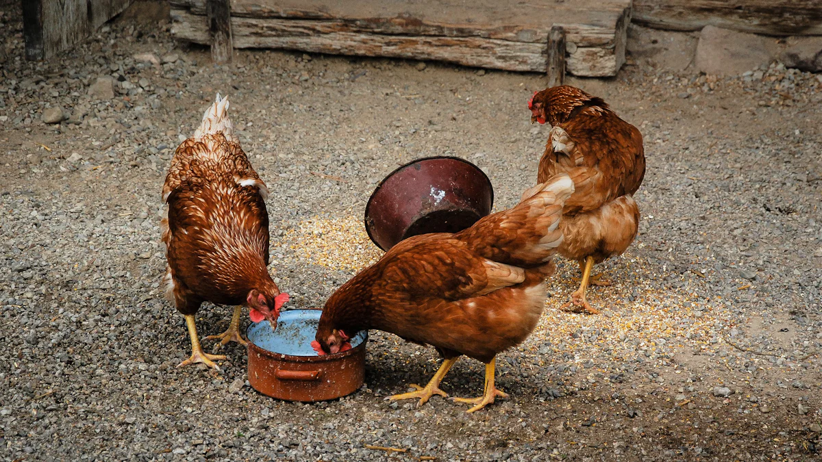 Is Black Soldier Fly Larvae Safe for Your Chickens