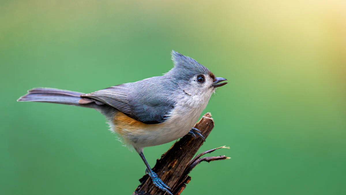 Choosing the Right Feeders for Tufted Titmice