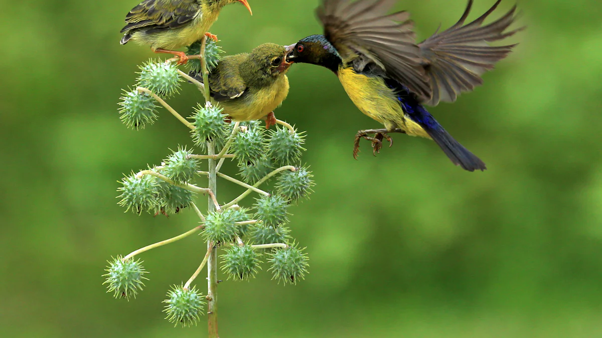 Do Finches Benefit from Dried Mealworms