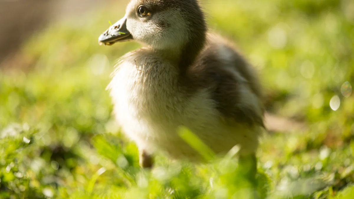 How to Feed Dried Mealworms to Ducks