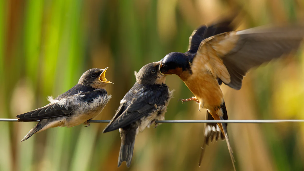 Feeding Swallows Dried Mealworms