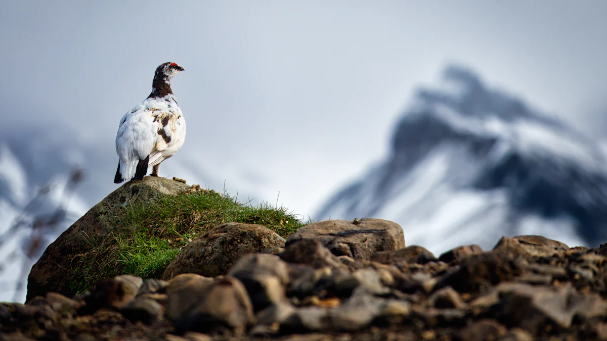 Discover the Unique Traits of the Willow Ptarmigan