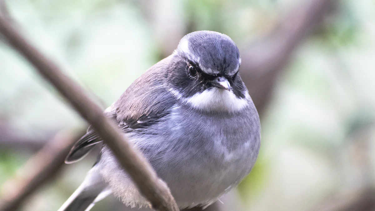 Types of Bird Quizzes