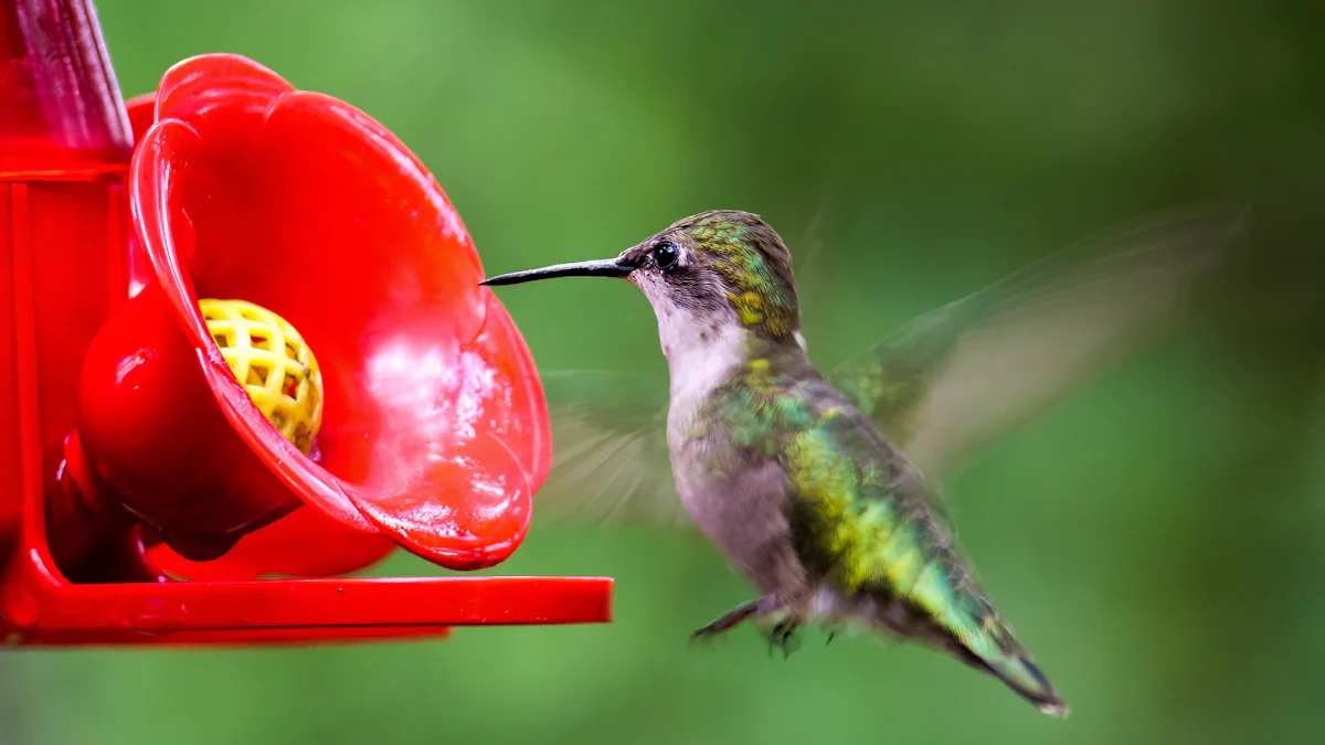 Budget-Friendly Tips to Attract Hummingbirds