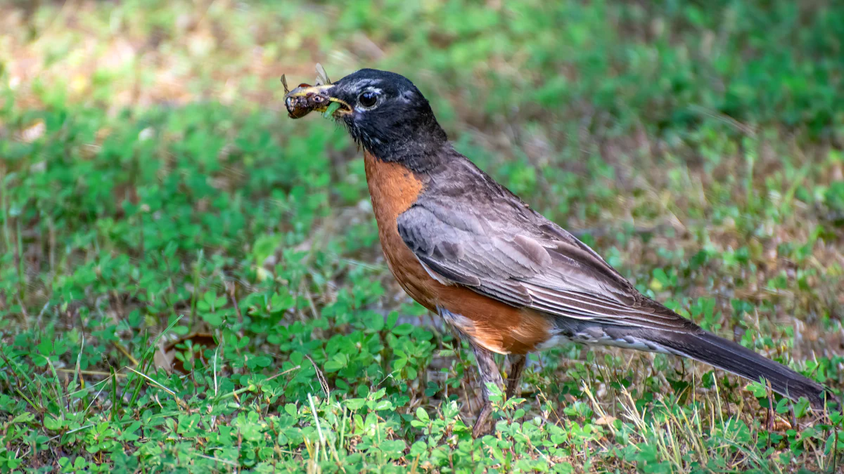 What Do Robins Eat?