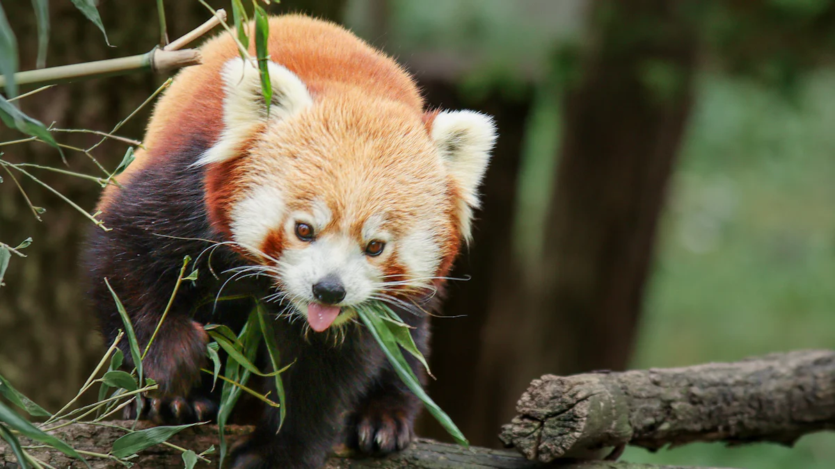 Red Panda Babies Are Born Blind and Helpless