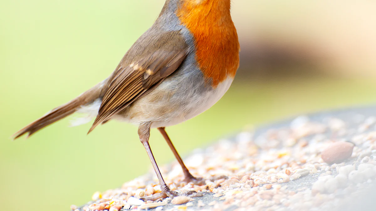 How to Feed Robins Dried Mealworms