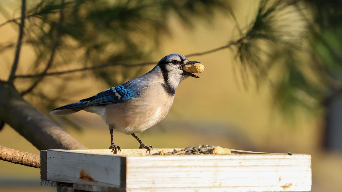 How to Offer Blue Jay Mealworms