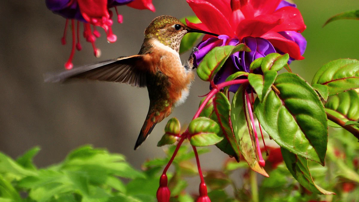 Creating a Bird-Friendly Habitat