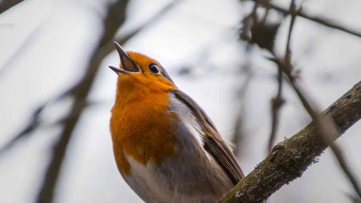 Essential Tips for Your First Audubon Christmas Bird Count