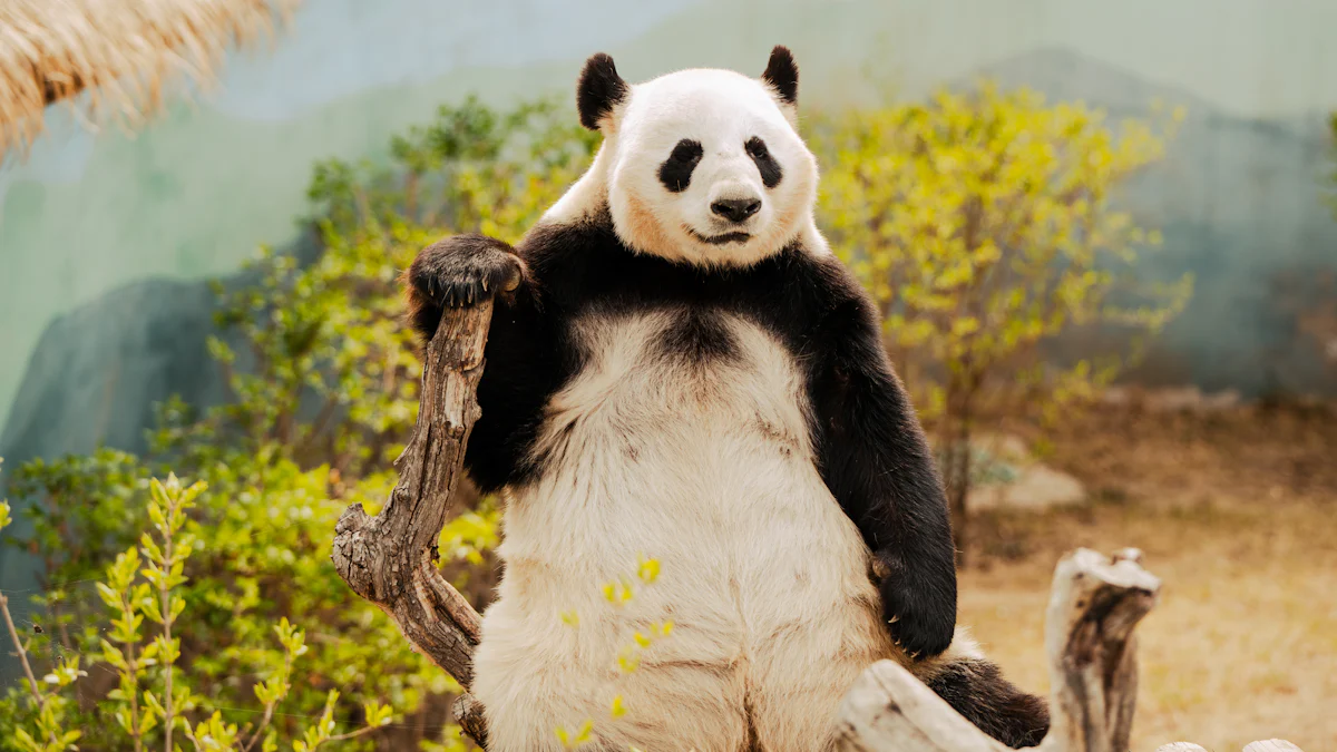 Pandas Have Unique Black-and-White Fur