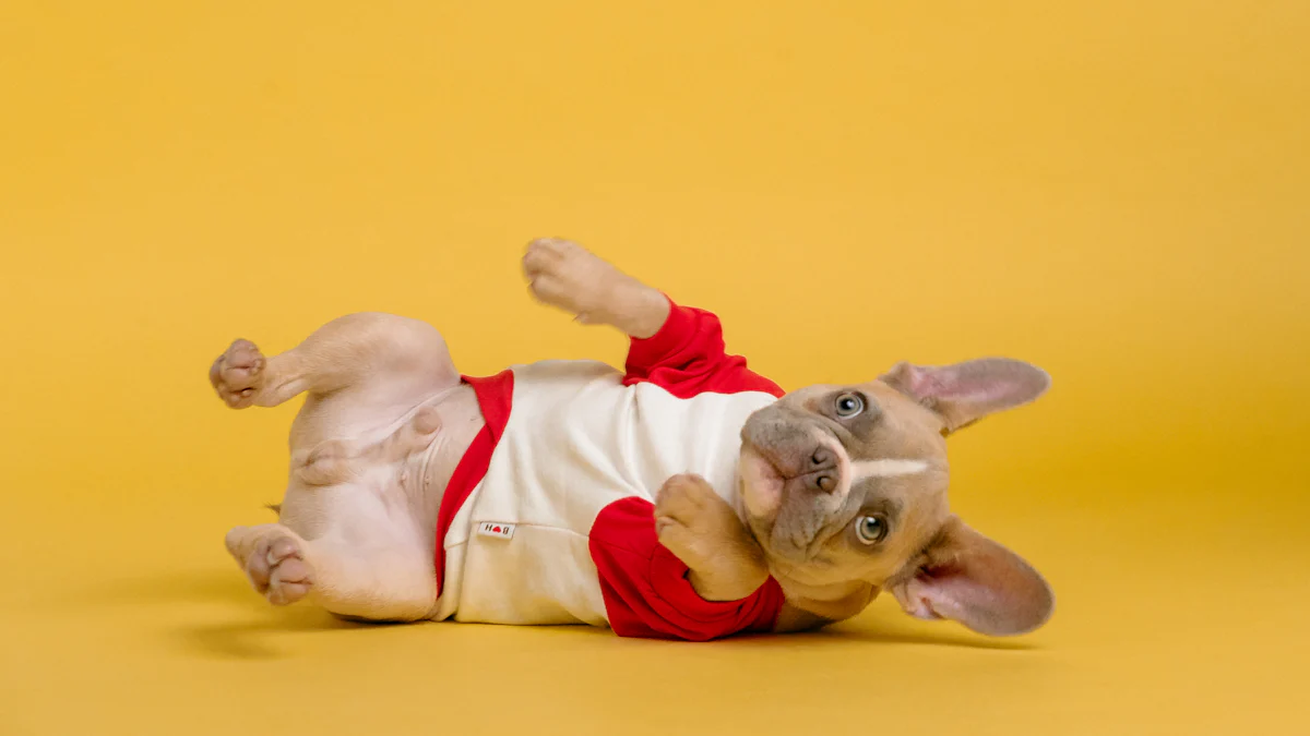 Vorteile von Yoga für Hunde