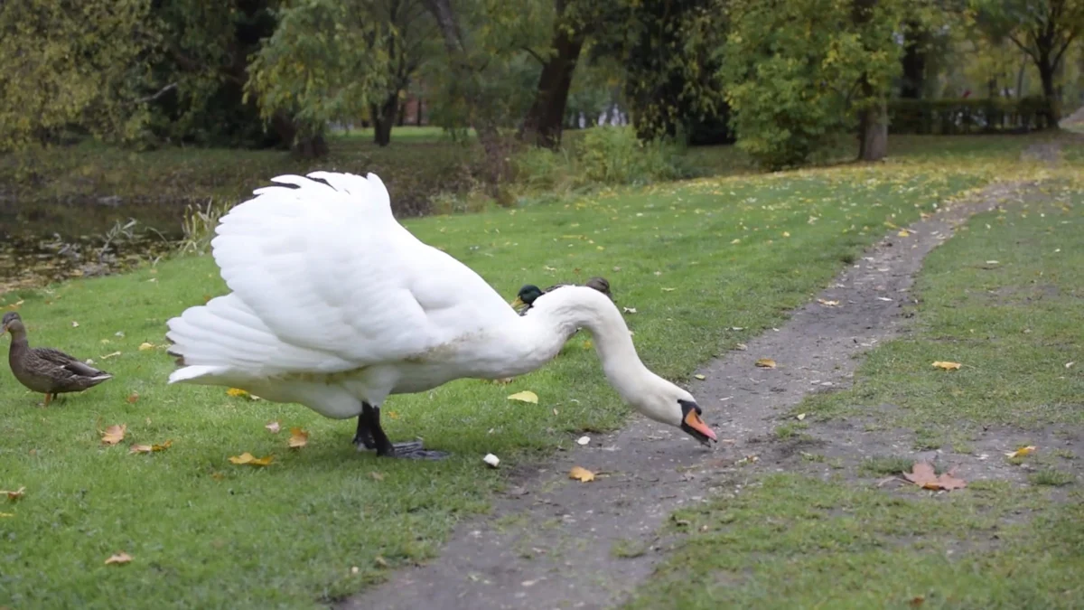 Swans Mealworms: A Simple Feeding Guide