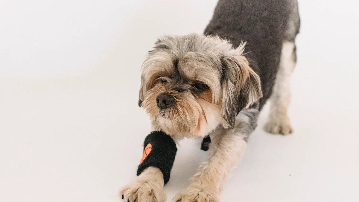 Melhores brinquedos para pés de cachorro