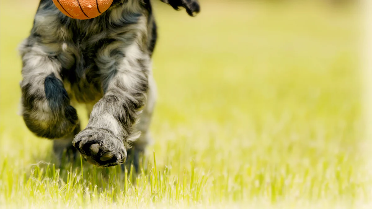 Giocattolo per cani con palla da 3 pollici di Ray Allen