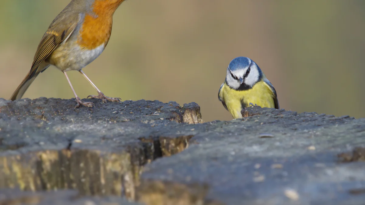 What Do Robins Eat Including Dried Mealworms