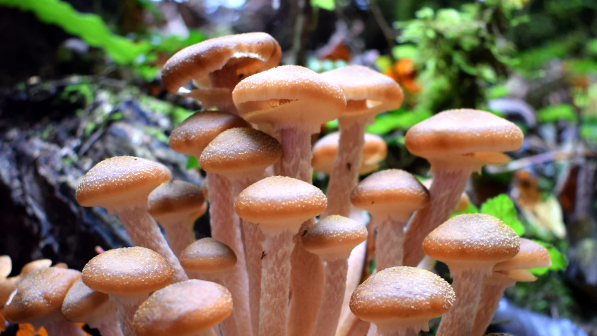 Incorporating the Mushroom Bong into Your Ritual