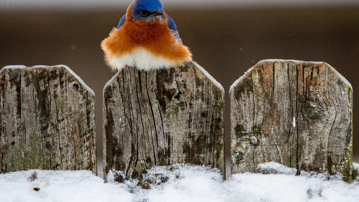 Tips for Attracting Bluebirds with Mealworms