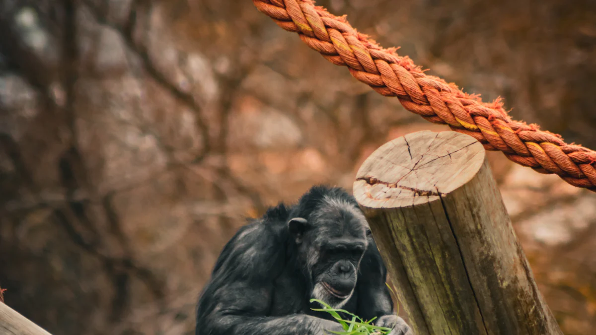 Unieke Kenmerken van Yogi Bear 2010