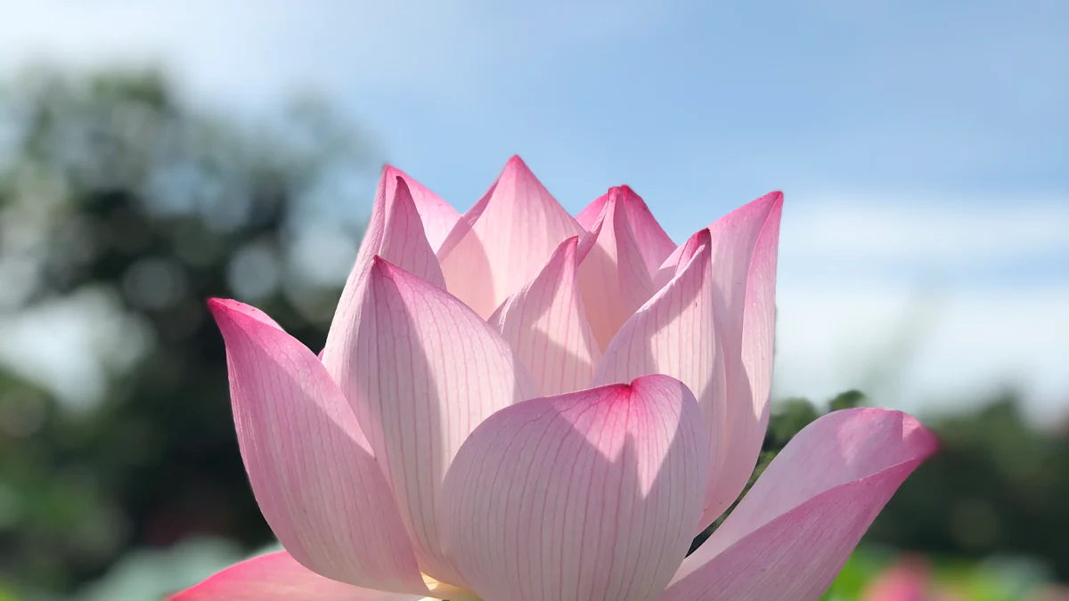 Origini e Significato Culturale del Fiore di Loto