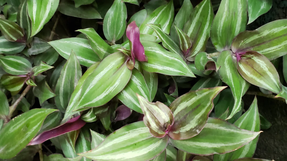 How to Keep Your Wandering Jew Plant Thriving