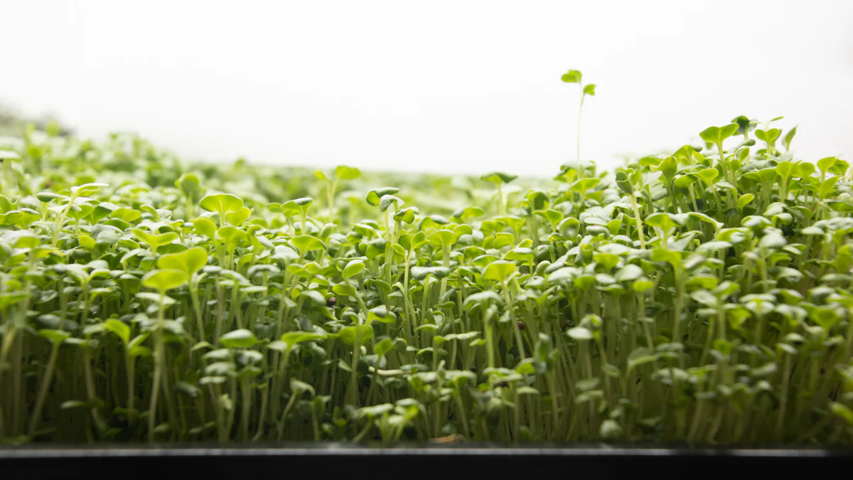 Practical Aspects of Microgreens