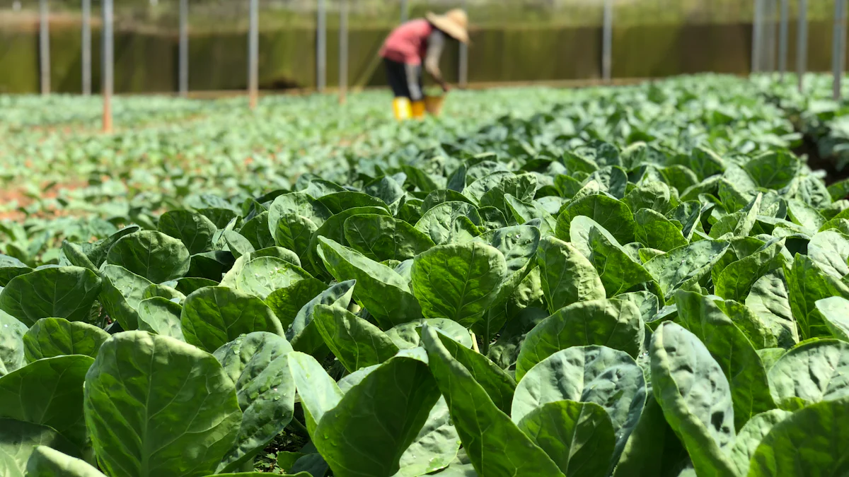 了解水培和土壤种植的生菜